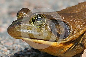 Bull Frog (Rana catesbeiana)