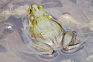 Bull-frog in water close-up 2