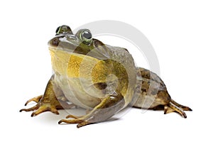 Bull Frog