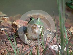 Bull Frogs