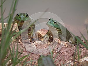 Bull Frogs