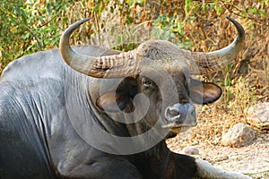 Bull gaur photo