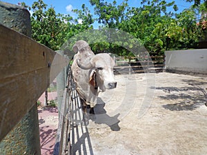 Bull Gir in the corral