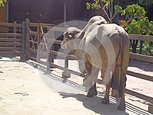 Bull Gir in the corral