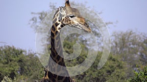 Bull Giraffe licks lips after drinking water