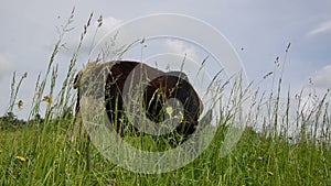 Bull graze grass gadfly