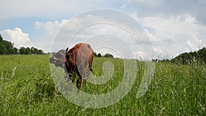 Bull graze grass gadfly