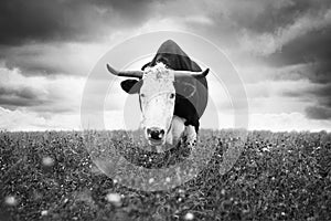The bull grazes in the meadow, dramatic sky. Monochrome image.