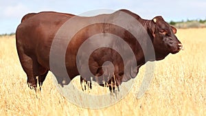 Bull grazing