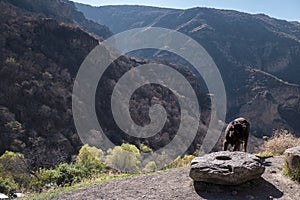 A bull grazing in the mountains of Armenia.