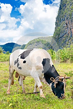 Bull grazing at the Vinales Valley in Cuba photo