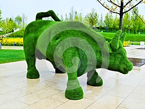 bull of green grass in krasnodar park. Scenery