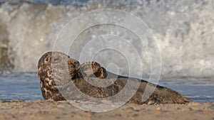 Bull Grey Seal on Beach