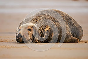 Bull grey seal with one eye open