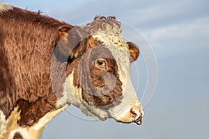 Bull head with nose ring, mighty looking profil, tender friendly expression