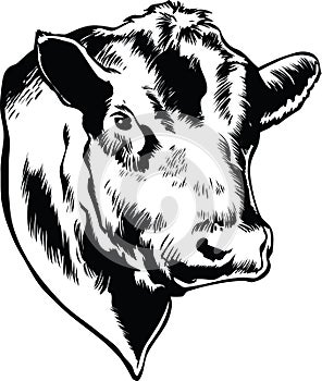 Bull Head Vector Illustration