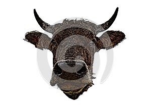Brown bull head vector illustration