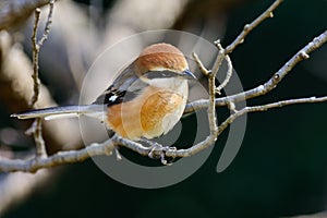 Bull-headed shrike (Lanius bucephalus)