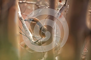 Bull-headed shrike perching on a tree