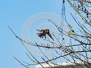 Bull-headed shrike takes flight from a tree 2