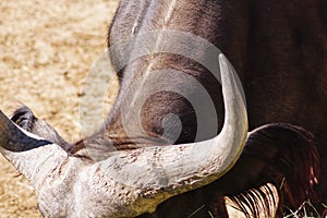 Bull horns