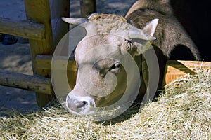 Bull horns farm hay mammal