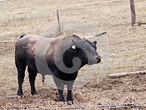 Bull Without Horns In Field With Mud On Hide