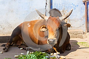 Bull in Jodhpur