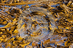 Bull Kelp blades on surface background texture