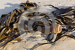 Bull kelp Bullwhip kelp washed ashore showing cylindrical stip