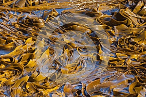 Bull Kelp blades on surface background texture photo