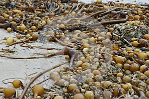 Bull Kelp at Guise Bay photo