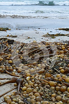 Vancouver island Environment -- Bull Kelp at Guise Bay photo