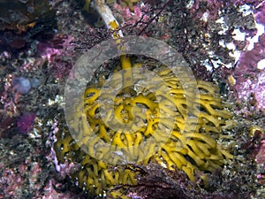 Bull Kelp Holdfast