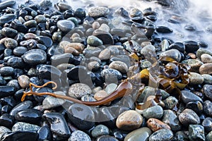 Bull Kelp on Rocky Beach
