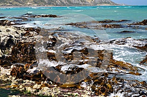Bull kelp Seaweeds on shore rocks