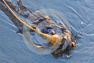 Bull kelp washed ashore. Vancouver Island, British Columbia, Canada.
