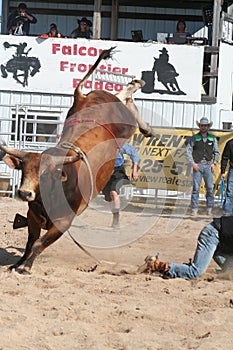 Bull bucking 2