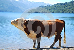 Bull by the lake photo