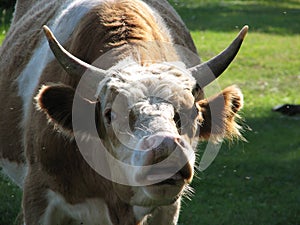 Bull with large protruding eyes