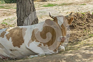 Bull lies on the ground under tree. Portrait of cow close-up selective focus