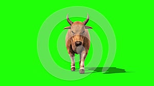 Bull Light Hair Walkcycle Front Green Screen 3D Rendering Loop