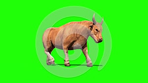 Bull Light Hair Walkcycle Green Screen 3D Rendering Loop