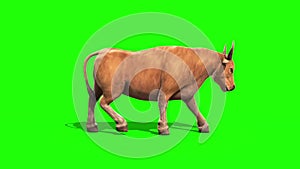 Bull Light Hair Walkcycle Side Green Screen 3D Rendering Loop