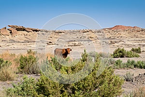 A bull looks at passing hikers in the Bisti Badlands