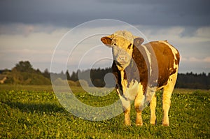 Young Bull in evening field at sunset photo