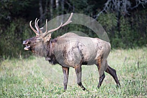 Bull male Elk is bugling after a female.