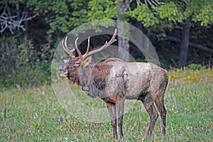 Bull male Elk is bugling after a female.