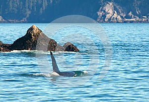 Bull [male] Killer whale orca in Resurrection Bay in Kenai Fjords National Park in Seward Alaska USA