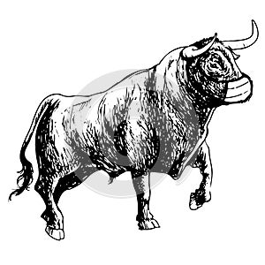 Bull with mask on white background